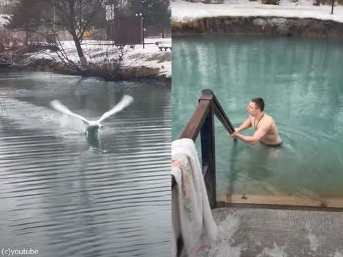 縄張りの主は白鳥…池に男性が入ったらものすごい勢いで威嚇される