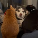 2匹の猫が犬を清潔にする「あっちもこっちもペロペロ…」（動画）