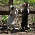 ネットで「うちの猫はみんなの猫よりかわいい、勝負しない？」と挑発したら→幸せなことが起こる