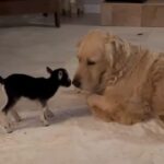 ヨチヨチ歩きの赤ちゃんヤギと世話役を任された心優しい犬（動画）