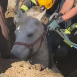 ロサンゼルスの陥没穴に落ちてしまった馬がレスキュー隊によって救出される…その名は「ラッキー」