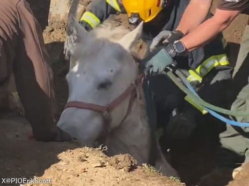 ロサンゼルスの陥没穴に落ちてしまった馬がレスキュー隊によって救出される…その名は「ラッキー」