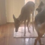 「ペットドアを設置したら犬が子鹿を連れて帰ってきた…」（動画）