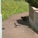 鳥「尾行なんてしてないよ！」猫「!?」←いつまでも続く関係