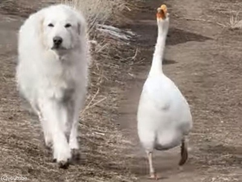 歩くリズムまで一緒…兄弟みたいなガチョウと犬が牧場パトロール（動画）