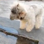 犬「この動く物体は何だろう？」水面に写る自分を楽しむ