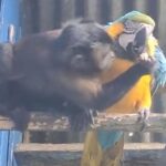 1匹と1羽の愛情物語…サルがインコにおやつを分けてあげる（動画）