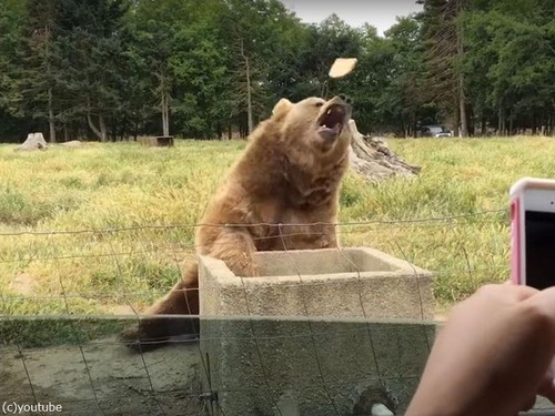 クマが食パンをパクッとナイスキャッチ…別れ際のあいさつまでしてくれる（動画）