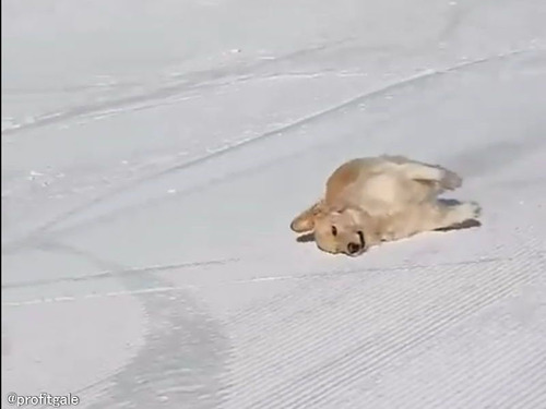 雪遊びが好きな犬が…すごく省エネな動きでスキー場をすべる