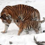 「各国に野生のトラが何頭いるか知ってる？」アジア12か国に生息する虎の数ランキング