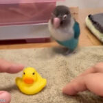 飼い主「愛するインコの目の前でおもちゃのアヒルをかまってみたら…」→こうなった