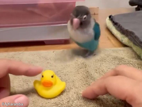 飼い主「愛するインコの目の前でおもちゃのアヒルをかまってみたら…」→こうなった