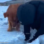 「やっぱり雪遊びをするなら犬が最高と思うとき…」気の合うふたり