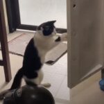 猫がドアをサンドバッグのように揺らしてトレーニングしていた（動画）