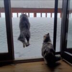 猫がベランダの雪の山に向かってダイブ！→ちょっぴり無謀だった（動画）