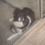 「うちの犬が窓際ですごい顔になってた…」飼い主の笑いが止まらない（動画）