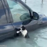 洪水で車のドアにしがみつく猫を発見…通りがかったボートが救出する