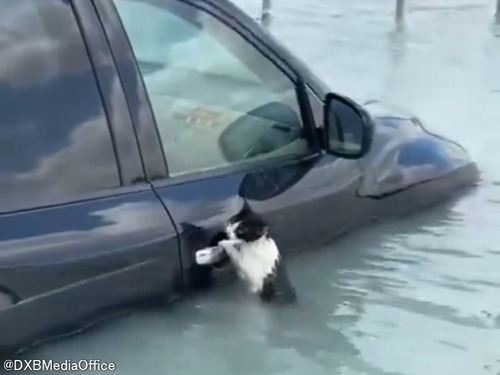 洪水で車のドアにしがみつく猫を発見…通りがかったボートが救出する