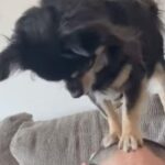 絶妙なバランスで頭をマッサージしてくれる犬（動画）