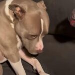 「ショボーン」ハンバーガーのバンズを食べて叱られる犬（動画）