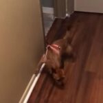 ヒモを引っぱられて苦しそうな犬…その犯人は猫だった（動画）