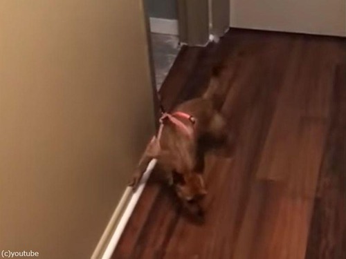 ヒモを引っぱられて苦しそうな犬…その犯人は猫だった（動画）