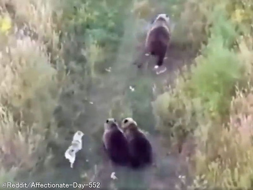 迷子になったハスキー犬をドローンで発見したら…野生のクマ家族の一員になっていた