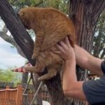 「決して動かぬ！」まるで木登りをする気がない猫（動画）