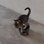 「ターンが美しい…」子猫がスケートボードを完璧に乗りこなす（動画）