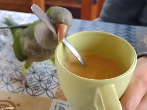 やたら情熱的にコーヒーをかき回すインコ（動画）