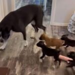 「遊んで～」新米パパが元気な子犬たちに追いかけられて困惑する（動画）