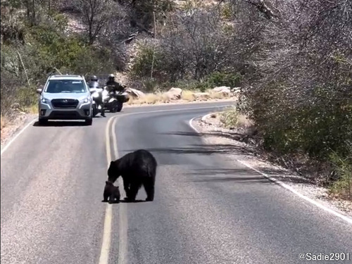 「クマも猫のように子供を運ぶんだ…」母クマが路上で強引に移動する