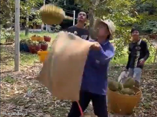 「ドリアンの収穫って、こんな命懸けだったの!?」木の上から見た恐るべき映像