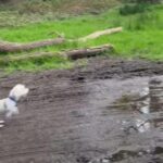 小型犬とは思えない体のしなやかさ…水たまりを弾丸のように飛び越える（動画）