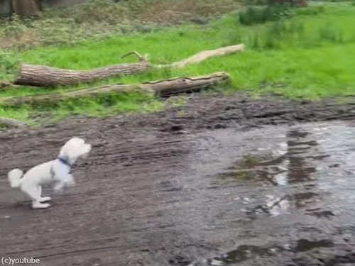 小型犬とは思えない体のしなやかさ…水たまりを弾丸のように飛び越える（動画）