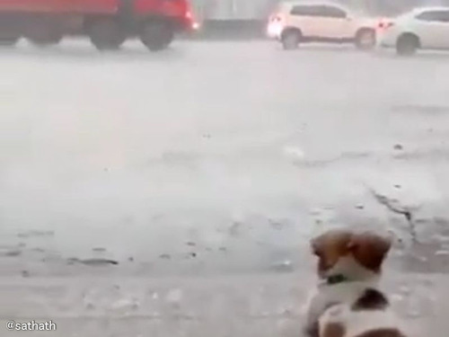 子犬が妙に色っぽいポーズで雨の道路を見つめる