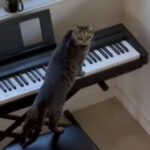 家中に響き渡るサスペンス映画のような効果音…猫の演奏だった（動画）