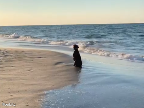 夕陽を見てたそがれる犬「波が気にならないの？」