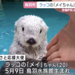 【鳥羽水族館】ラッコのメイちゃん　あまりにも可愛いｗｗｗｗｗｗｗ