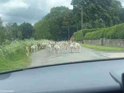 道路を走っていたら…まさかの「犬の渋滞」にハマってしまう（動画）