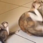 なんでもママ猫を真似したがる子猫…動きをコピーする（動画）