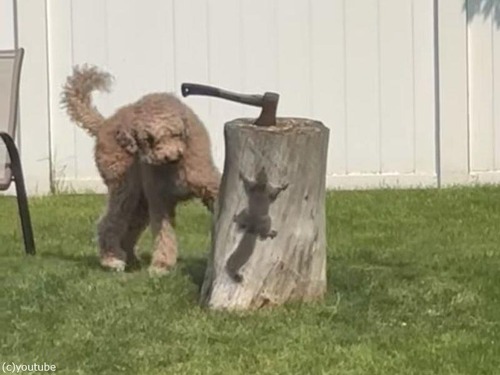 忍者のようなリス…犬の視界から消える（動画）