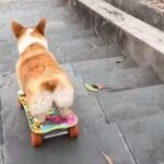 「完全に乗りこなしている…」スケートボードで階段を降りるコーギー犬（動画）