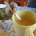 「まかせて！」インコの飲み物を混ぜてあげるサービス