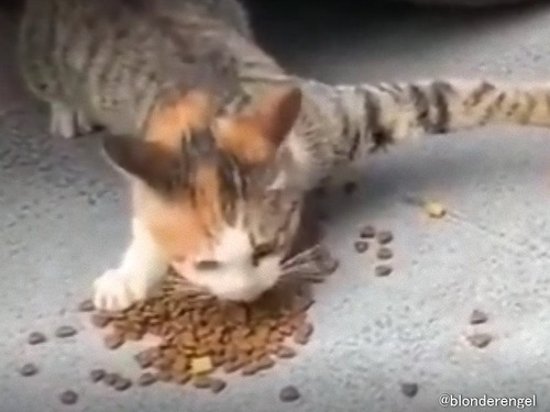 「ものすごく器用な猫」と「ものすごく不器用な猫」の食事タイム