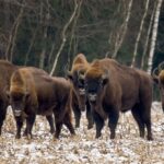 ポルトガルに野生のバイソンを再導入…なんと1万年ぶり