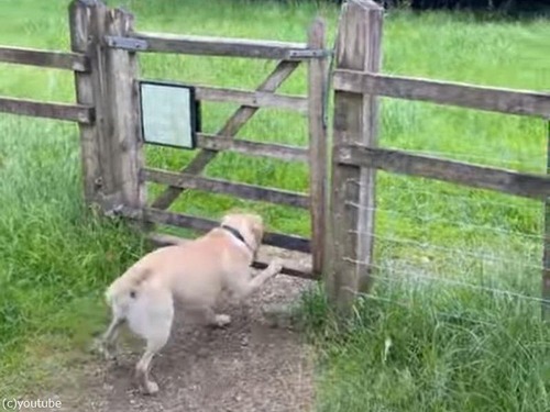 犬がせまいフェンスの下をがんばって潜ったけど…無駄な労力だったとき（動画）