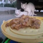 「野良猫たちにラジコンカーでご飯を与えてみた…」（動画）