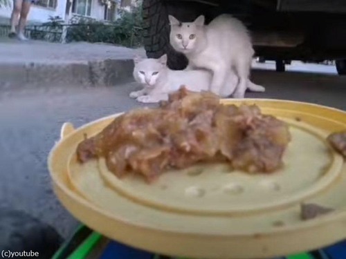 「野良猫たちにラジコンカーでご飯を与えてみた…」（動画）