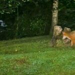 裏庭で…野生のキツネとアナグマが遊んでいた（動画）